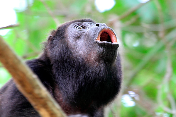 Descripción de la foto - Mono aullador colgado en una rama con la boca abierta en posición de aullido. - Crédito - iNaturalist Ecuador