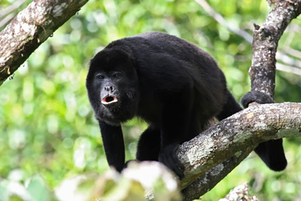 Descripción de la foto - Mono aullador sobre una rama de árbol aullando en dirección hacia la cámara. - Crédito - elbibliote. com