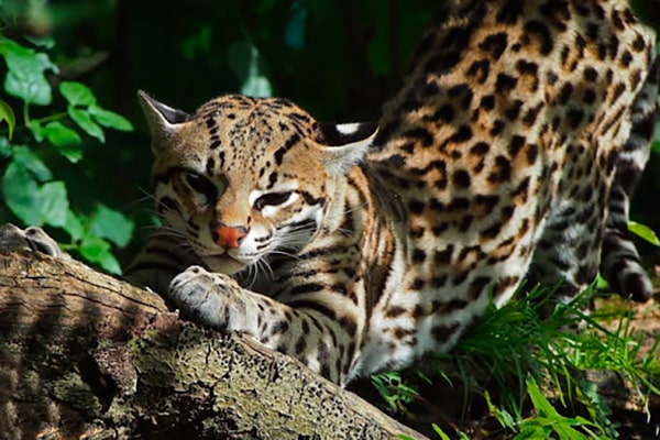 Descripción de la foto - Ocelote viendo a la cámara, mientras se estira sobre ramas rotas en el piso y raíces. - Crédito - DeAnimalia