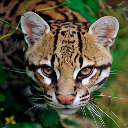 Descripción de la foto - Ocelote viendo directamente a la cámara, rodeado de plantas y naturaleza. - Crédito - Anne Marie Kalus