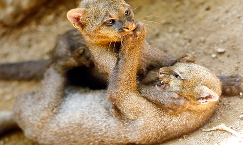 Descripción de la foto - Pareja de cachorros de Jaguarundi de color rojizo, jugando en el suelo. - Crédito - Yucatán Ahora