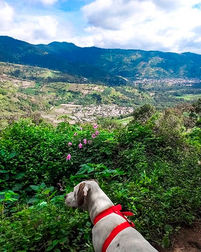 Descripción de la foto - Perro sentado frente a las orillas del pueblo de San Antonio Aguas Calientes, rodeado de árboles, montañas y volcanes - crédito de la foto - @chuchoviajero - Instagram