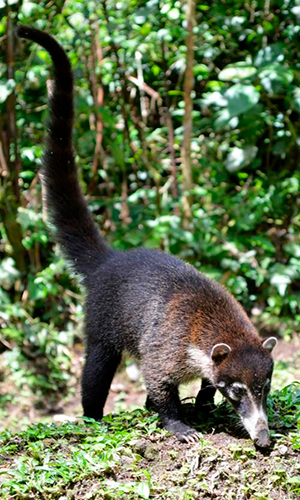 Descripción de la foto - Pizote a cuerpo completo donde se observa la cola prensil larga, en medio de la naturaleza. - Crédito - Tatiana Tico Things