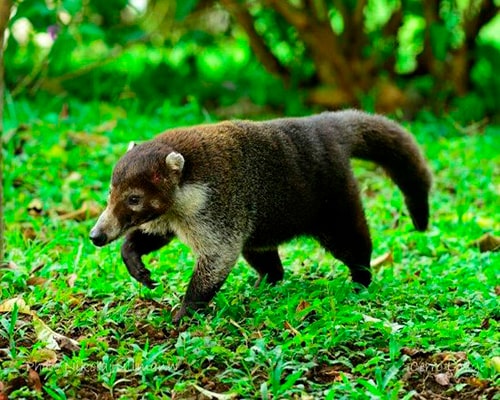Descripción de la foto - Pizote caminando en medio de la naturaleza. - Crédito - Tripadvisor
