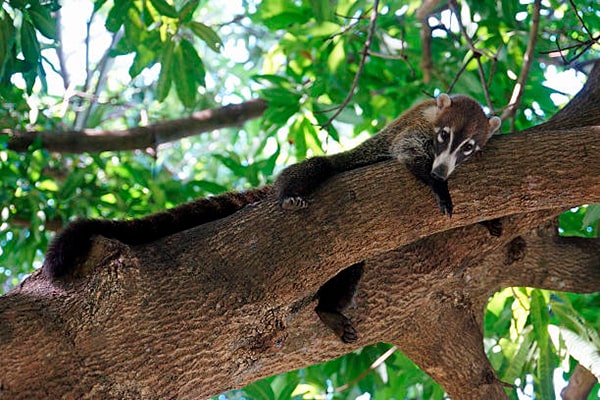 Descripción de la foto - Pizote colgado en un árbol, descansando, viendo en dirección a la cámara. - Crédito - Glacex