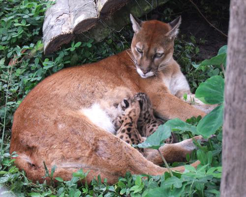 Descripción de la foto - Puma hembra dando de amamantar a sus cachorros, en cautiverio, rodeda de árboles y vegetación. - Crédito - Ministerio del Ambiente y Agua de Ecuador