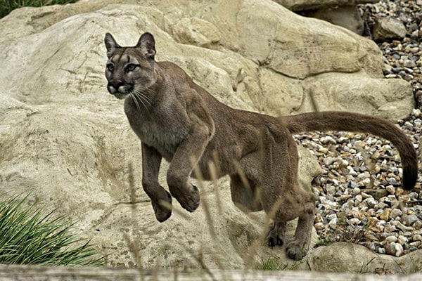 Descripción de la foto - Puma impulsándose contra una piedra con sus patras traseras. - Crédito - Cadena SER