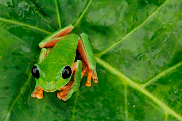 Descripción de la foto - Rana verde de ojos negros sobre una hoja viendo hacia la cámara. - Crédito - Fotoweb 8.0