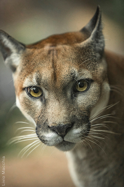 Descripción de la foto - Retrato de un puma viendo en direccion a la cámara. - Crédito - Livio Macchia