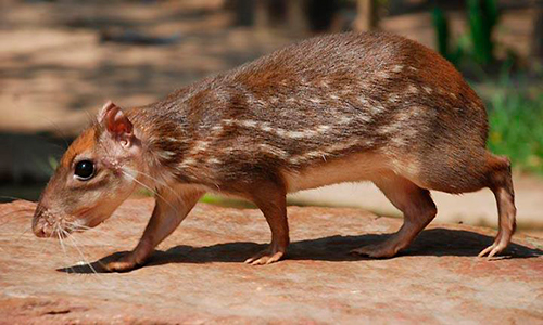 Descripción de la foto - Teplezcuintle, en cautiverio, caminando entre la naturaleza. - Crédito - Wild animals photography