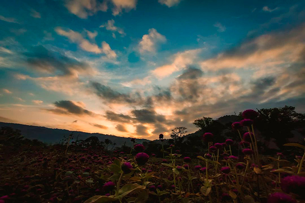 Descripción de la foto - Vista de un campo de flores, dunrate el atardecer, en los alrededores de San Antonio Aguas Calientes - crédito de la foto - @ivanchoos - Instagram