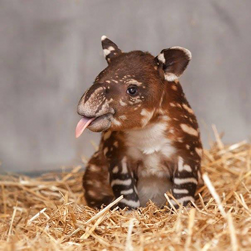 Descripción de la foto - cría de tapir en cautiverio frente a la cámara - crédito Conservación del Tapir Centroamericano