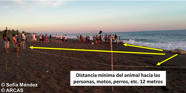 Descripción de la foto explicación del distanciamiento entre el elefante marino con el público ubicado en la playa - Crédito María de Flores