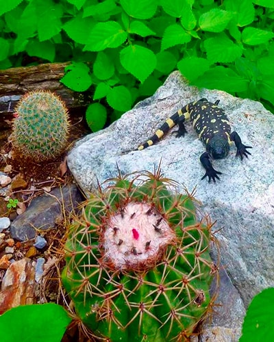 Descripción de la foto - heloderma sobre una piedra, junto a un cáctus y flores dentro de la Reserva Natural Privada Heloderma en Zacapa - Foto @Rocket1Queen666