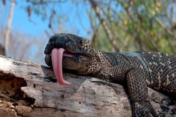 Descripción de la foto - heloderma sobre una rama, en bosque seco, sacando la lengua - Foto braeuNerd