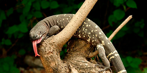 Descripción de la foto - heloderma sobre una rama en medio de un bosque - Foto Anipedia