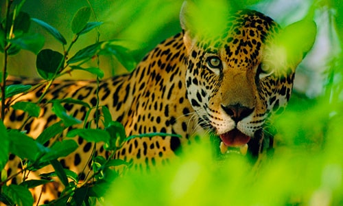 Descripción de la foto - jaguar entre la naturaleza con vista en dirección a la cámara - Foto UNEP