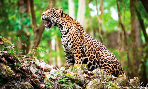 Descripción de la foto - jaguar hembra con sus crías con vista hacia la cámara - Foto Deutsche Welle