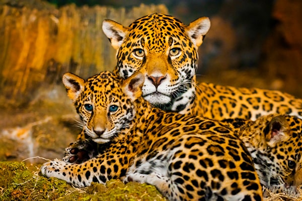 Descripción de la foto - jaguar hembra con sus crías con vista hacia la cámara - Foto Fundación Carlos Slim