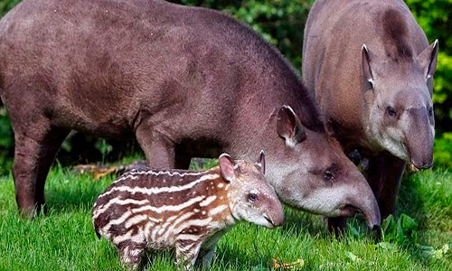 Descripción de la foto - pareja de tapires con su cría en el bosque - crédito Animales en peligro de extinción blogger