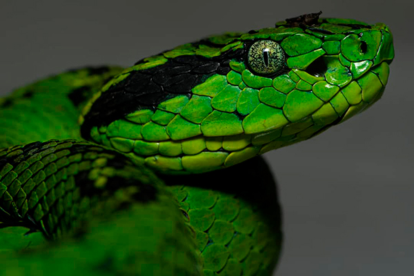 Descripción de la foto - serpiente cantil verde colocada de perfil para observar las escamas y el color verde de sus ojos- Crédito - Reptiles of Guatemala