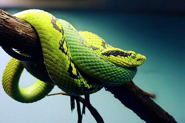 Descripción de la foto - serpiente cantil verde colocada de perfil, sobre las ramas de un árbol - Crédito - Mexican Planet
