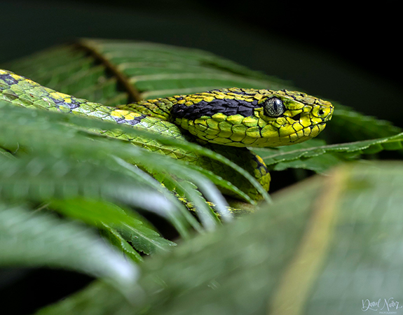 Descripción de la foto - serpiente cantil verde de perfil, dentro de la vegetación y hojas - Crédito - @danibiologist - twitter