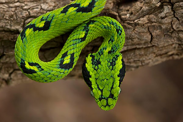 Descripción de la foto - serpiente cantil verde viendo hacia abajo, mostrando el color de su piel y manchas - Crédito - Pete Oxford