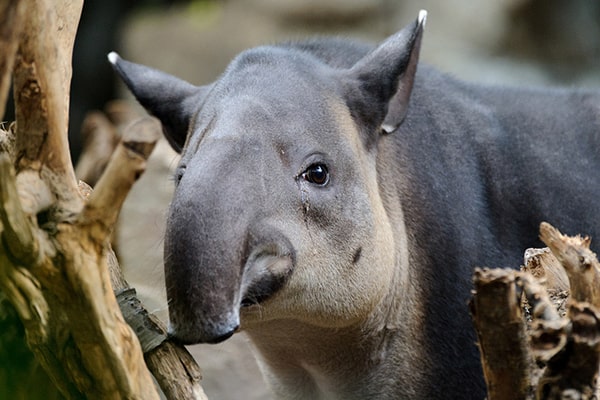 Descripción de la foto - tapir viendo en dirección a la cámara - crédito Andrés Li Feng