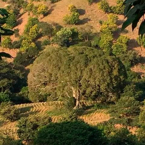 Historia de la Ceiba pentrada de Chiquimula - descripción de la foto - Vista de la Ceiba de Chiquimula al pie del campo - crédito Río Dulce - Facebook