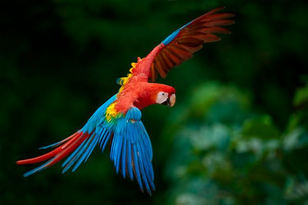La Guacamaya Roja en Guatemala - foto - Andre Baertschi
