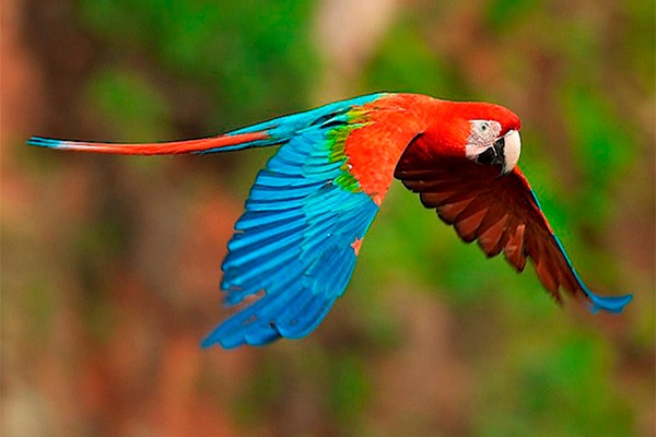 La Guacamaya Roja en Guatemala - foto - Cultura Colectiva News