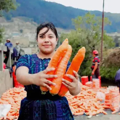 Almolonga y sus verduras gigantes