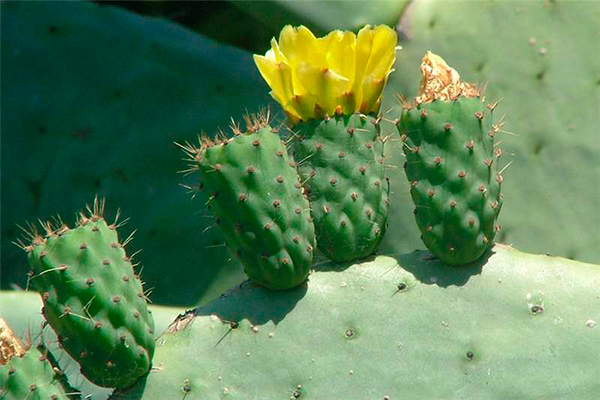 Descripción de foto - Acercamiento a la flor del nopal, de color amarillo con espinas. - Crédito de foto - Sheldon Navie