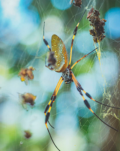 Descripción de foto - Acercamiento de una araña seda de oro colgada en un árbol en Lanquín. -Descripción de foto - @rudys_orrego- instagram