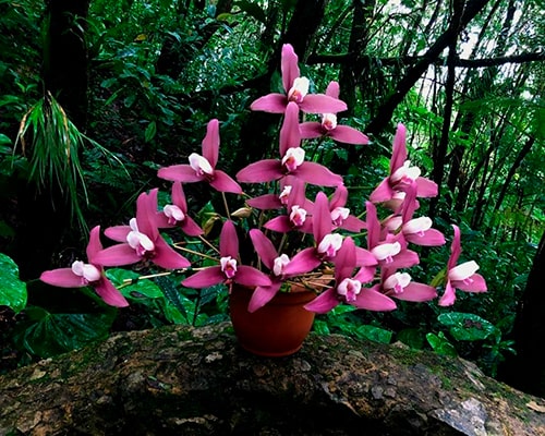 Descripción de foto -Arreglo de orquídeas color rosa hecho por Orquigonia . - Crédito de foto - Orquigonia