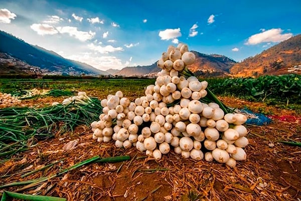 Descripción de foto - Cebollas gigantes apiladas unas sobre las otras en medio del campo. - Crédito de foto - @a_tortola - instagram