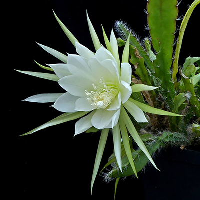 Descripción de foto - Fotografía de la Galán de la noche, tomado con la flor abierta que presenta sus petalos blancos. - Crédito de foto - SuccSeed