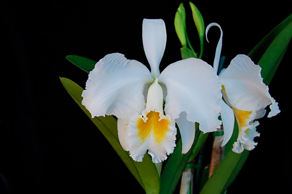 Descripción de foto- Guarianthe skinneri alba con interior amarillo en hivernadero. - Crédito de foto - Flickriver