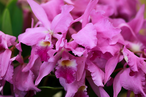 Descripción de foto- Guarianthe skinneri morada, de cerca, en exposición de orquídeas de la Cervecería Centro Americana. - Crédito de foto - Guatemala . com