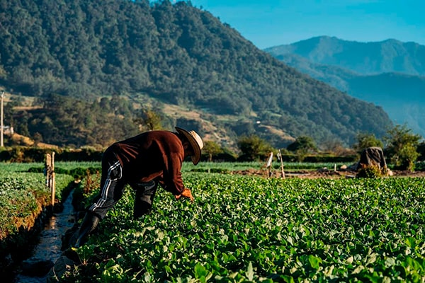 Descripción de foto - Hombre en el campo viendo las plantaciones de hortalizas. - Crédito de foto - @anexismorales - instagram