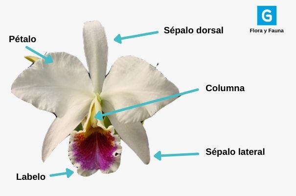 Descripción de foto- Identificación de las partes de la Guarianthe skinneri variedad alba. - Crédito de foto - Guatemala . com