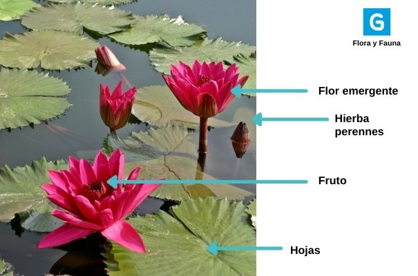 Descripción de foto- Lirios Acuáticos de color rosado sobresaliendo en la superficie. - Crédito de foto - Guatemala . com