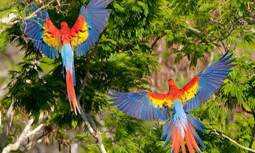 Descripción de foto - Vista aérea de dos guacamayas sobrevolando los árboles de Tikal.- Crédito de foto - Wildlife conservation society