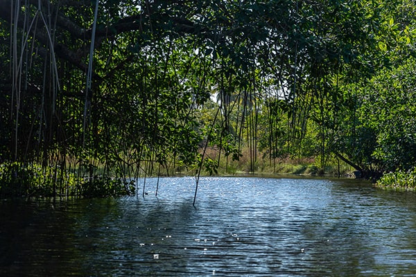 Descripción de foto - Vista de un Río de Guatemala en donde se ven ramas y árboles -Crédito de foto - Kyle Price