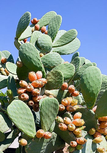 Descripción de foto - acercamiento del cactus completo, con frutos, a plena luz del día. - Crédito de foto - Giuseppe Mazza