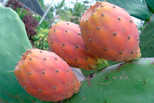 Descripción de foto - acercamiento del fruto del nopal, de color rosa. - Crédito de foto - Sheldon Navie
