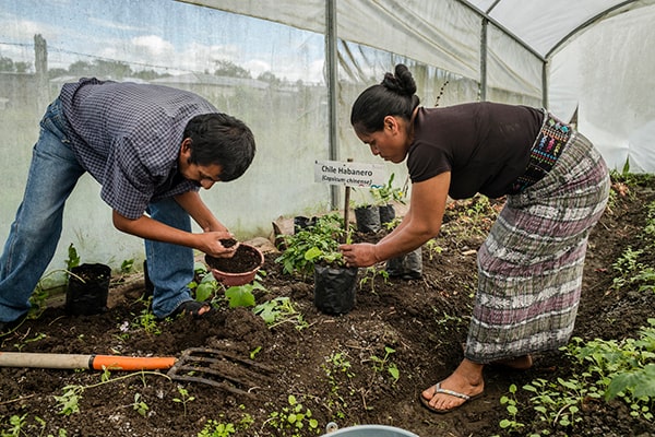 Descripción de foto - hombre y mujer trabajando en cultivo de chile habanero. - Crédito de foto - FAO