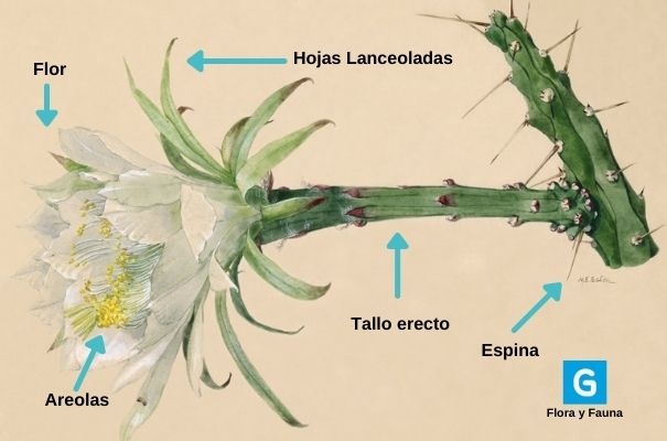 Descripción de foto: lámina de las partes de la galán de noche con flores, tallo, espinas areola y hojas. (Crédito de foto: Guatemala.com)