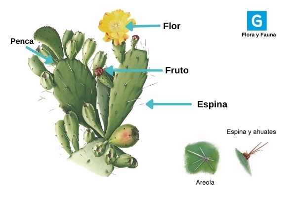 Descripción de foto: lámina de las partes del nopal que señala flor, fruto, espina, penca, areola y ahuaetes. (Crédito de foto: Guatemala.com)
